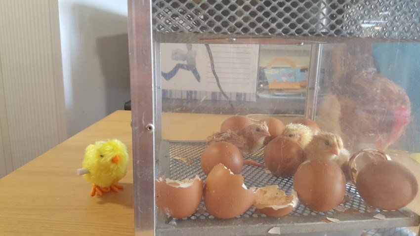 Chicks hatch just in time for Easter at Lennox House