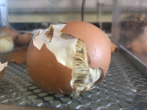 hatching egg