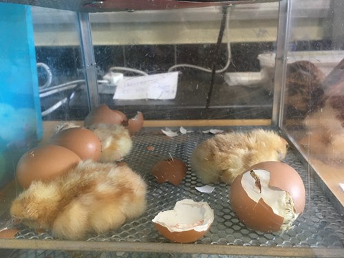 hatching eggs
