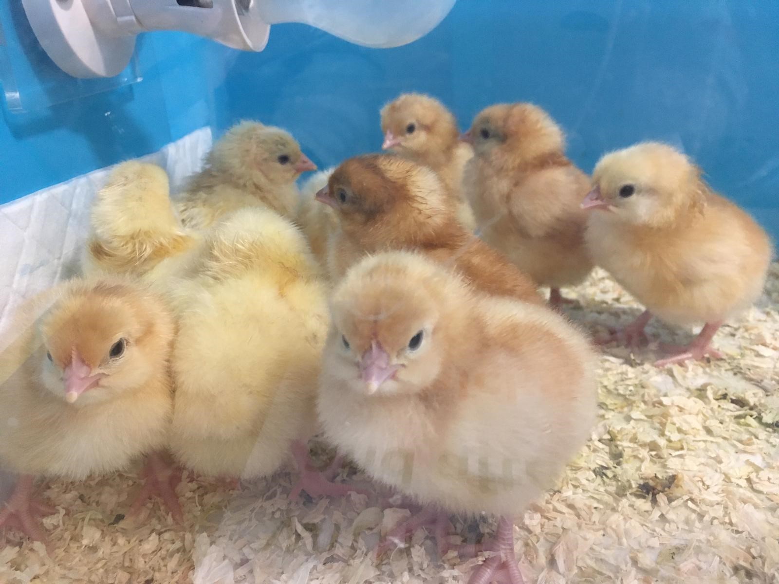 Baby Chicks at Lennox House!