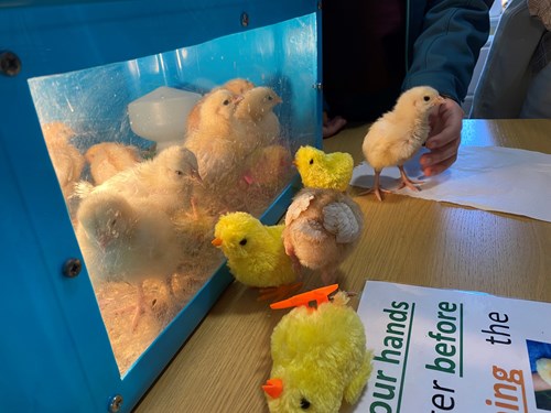 slightly older  baby chicks